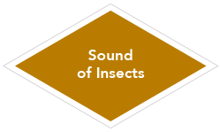 Sound of insects